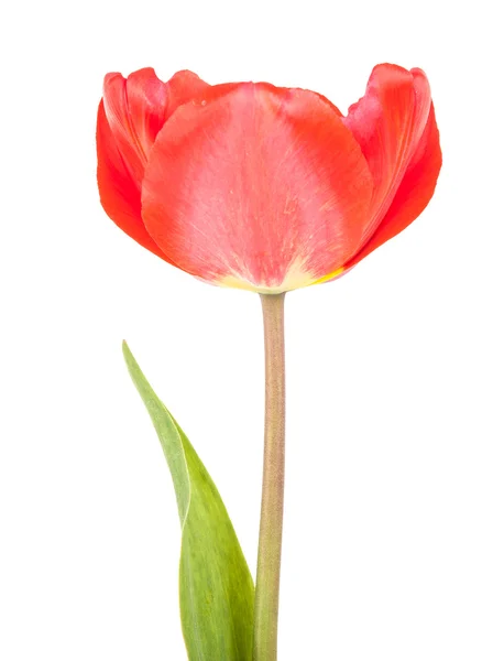 Tulipa vermelha. isolado em fundo branco — Fotografia de Stock