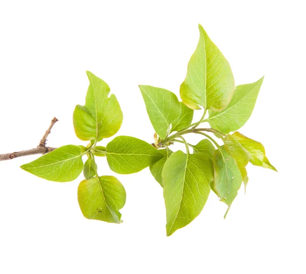 Lila bladeren op een tak geïsoleerd op witte achtergrond — Stockfoto