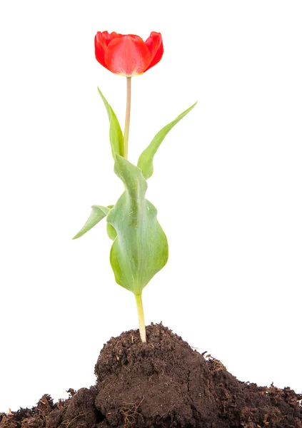Tulipa a crescer do chão. isolado em fundo branco — Fotografia de Stock