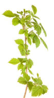 beyaz zemin üzerinde izole Ahududu yaprakları