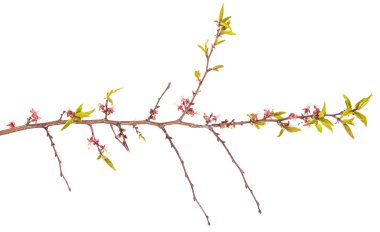 genç yaprakları ile kayısı ağacı dalı. Beyaz backgro izole