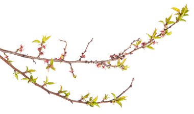 genç yaprakları ile kayısı ağacı dalı. Beyaz backgro izole