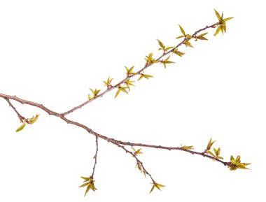 genç yaprakları ile kayısı ağacı dalı. Beyaz backgro izole