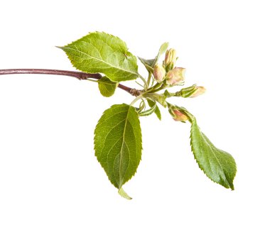 genç yaprakları ile elma ağaçlarının dalları. Beyaz bac izole