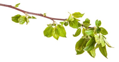 genç yaprakları ile elma ağaçlarının dalları. Beyaz bac izole