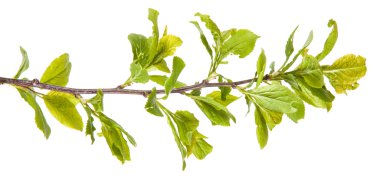 genç yaprakları ile diken ağacı dalı. Beyaz adam izole