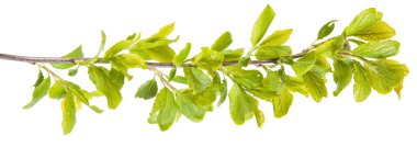 genç yaprakları ile diken ağacı dalı. Beyaz adam izole