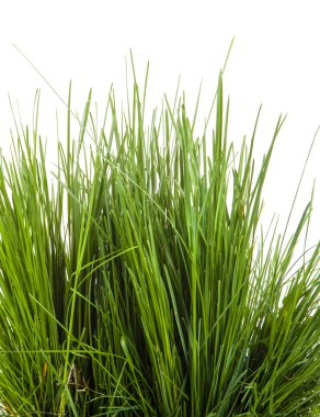 Beyaz arka plan üzerinde izole yeşil çim demeti