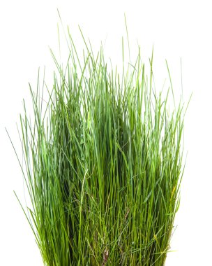 Beyaz arka plan üzerinde izole yeşil çim demeti