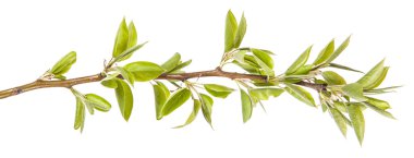 Armut çiçek açan dalı. Beyaz arka plan üzerinde izole