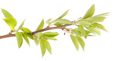 Armut çiçek açan dalı. Beyaz arka plan üzerinde izole