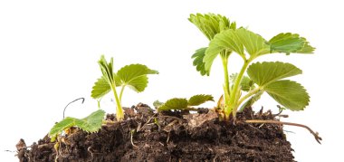 çilek beyaz arka plan üzerinde izole toprakta Bush