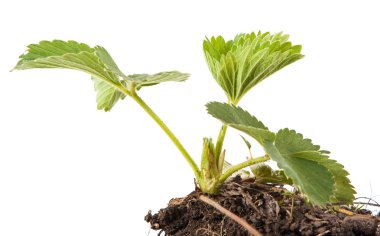 çilek beyaz arka plan üzerinde izole toprakta Bush