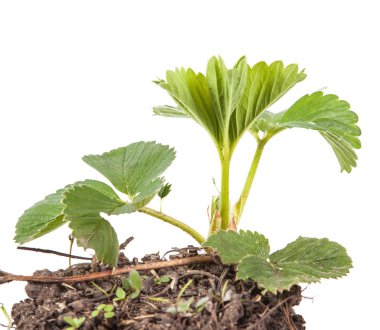 çilek beyaz arka plan üzerinde izole toprakta Bush