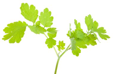 Beyaz bir arka plan üzerinde izole kırlangıçotu Şubesi