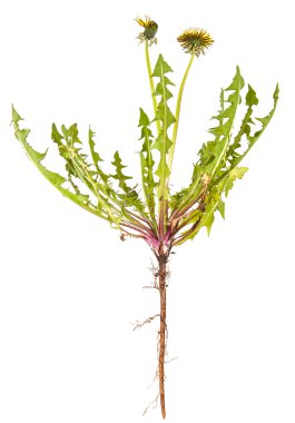 Beyaz arka plan üzerinde izole sarı karahindiba