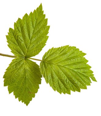 beyaz zemin üzerinde izole Ahududu yaprakları