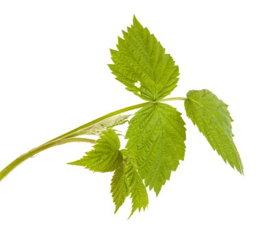 beyaz zemin üzerinde izole Ahududu yaprakları