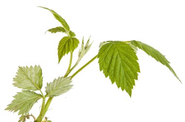 beyaz zemin üzerinde izole Ahududu yaprakları