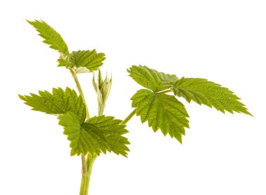 beyaz zemin üzerinde izole Ahududu yaprakları