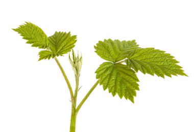 beyaz zemin üzerinde izole Ahududu yaprakları