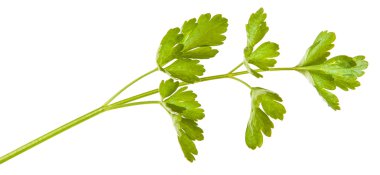 Maydanoz yaprakları beyaz arkaplanda yalıtılmış