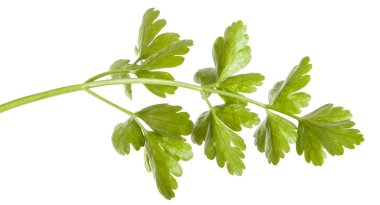 Maydanoz yaprakları beyaz arkaplanda yalıtılmış