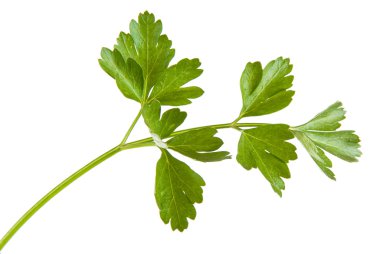 Maydanoz yaprakları beyaz arkaplanda yalıtılmış
