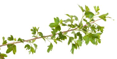 Beyaz arka plan üzerinde izole Frenk üzümü bush Şubesi