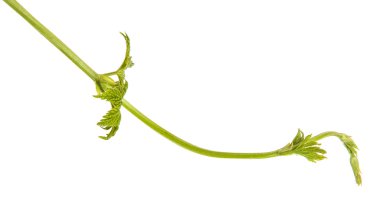 Beyaz arka plan üzerinde izole şerbetçiotu genç sürgünler