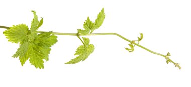 Beyaz arka plan üzerinde izole şerbetçiotu genç sürgünler