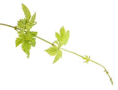 Beyaz arka plan üzerinde izole şerbetçiotu genç sürgünler