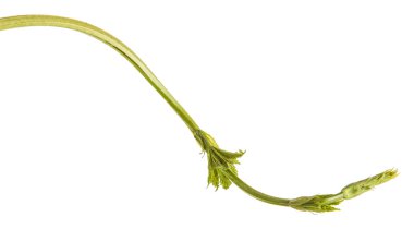 Beyaz arka plan üzerinde izole şerbetçiotu genç sürgünler