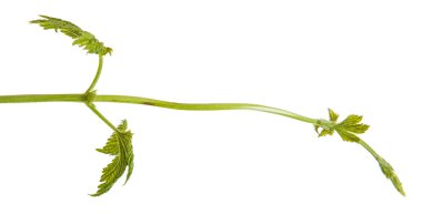 Beyaz arka plan üzerinde izole şerbetçiotu genç sürgünler