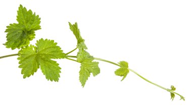 Beyaz arka plan üzerinde izole şerbetçiotu genç sürgünler