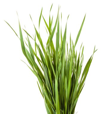 Beyaz arkaplanda yeşil çimen izole