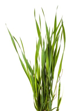 Beyaz arkaplanda yeşil çimen izole