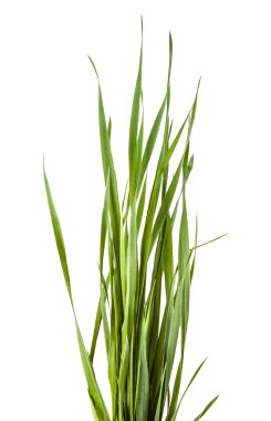 Beyaz arkaplanda yeşil çimen izole