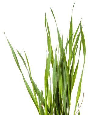 Beyaz arkaplanda yeşil çimen izole