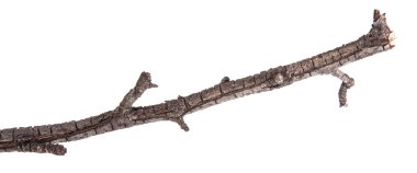 Beyaz bir arka plan kuru ağaç dalları izole