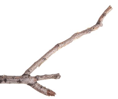 Beyaz bir arka plan kuru ağaç dalları izole