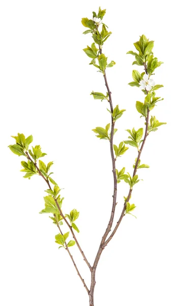 Ramos de macieiras com folhas jovens. isolado em bac branco — Fotografia de Stock
