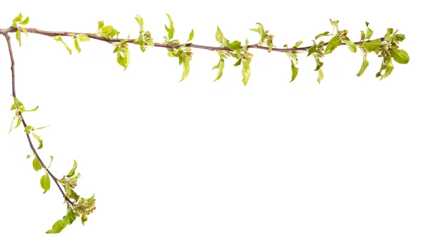 Branches de pommiers aux jeunes feuilles. isolé sur blanc bac — Photo