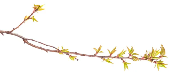 Branche d'abricot aux jeunes feuilles. isolé sur fond blanc — Photo