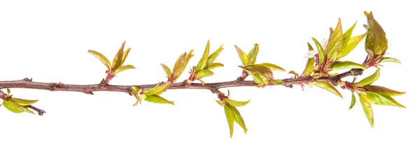 Branche d'abricot aux jeunes feuilles. isolé sur fond blanc — Photo