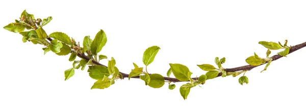 Ramos de macieiras com folhas jovens. isolado em bac branco — Fotografia de Stock
