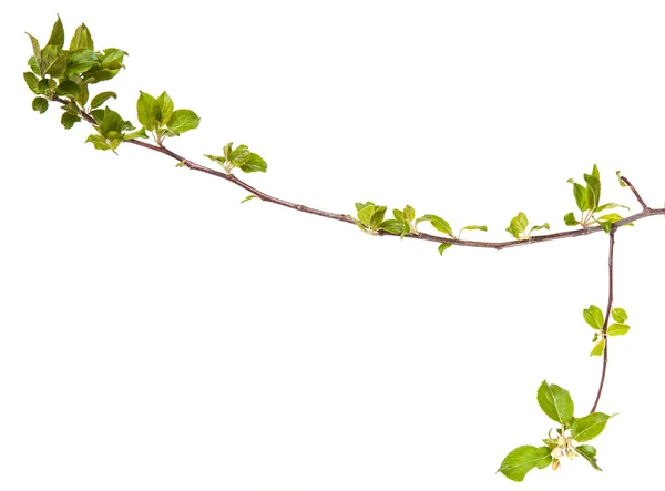 Branches de pommiers aux jeunes feuilles. isolé sur blanc bac — Photo