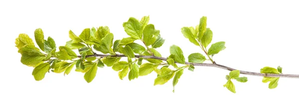 Thorn tree branch with young leaves. isolated on white backgroun — Stock Photo, Image