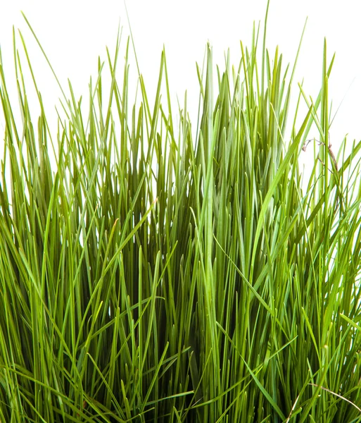 Bundle of green grass isolated on white background — Stock Photo, Image