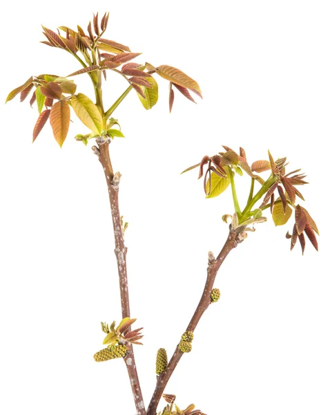 Cabang flowering dari walnut diisolasi di latar belakang putih — Stok Foto